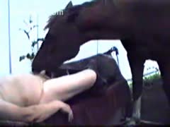 A large elderly dilettante's small pecker is being licked by a horse.